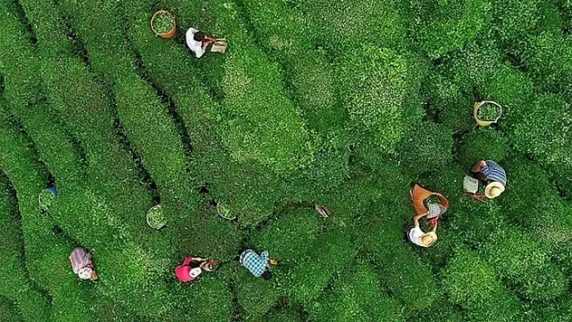ÇAYKUR'dan kota açıklaması