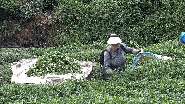 Çay üreticisini sevindiren karar! Yıllar önce kaldırılmıştı