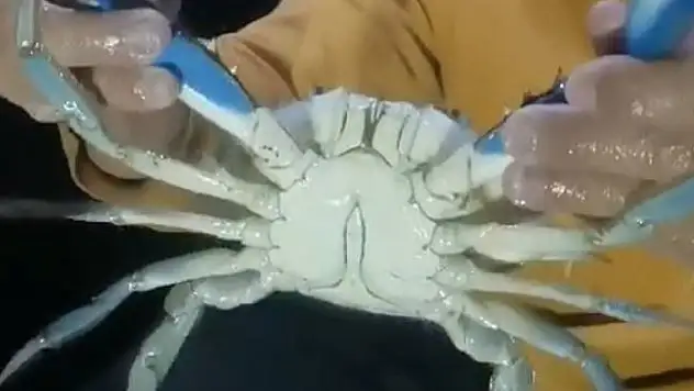 Karadeniz'de balıkçının ağına mavi yengeç takıldı