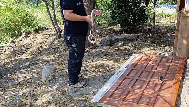 İskenderun'da eve giren yılanı itfaiye ekipleri yakaladı