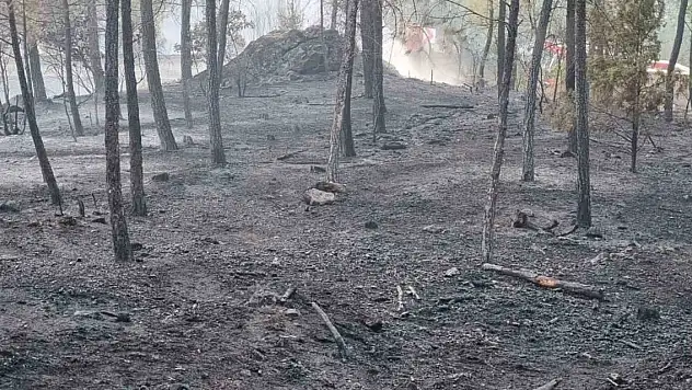 Bursa'da çıkan orman yangını kontrol altına alındı