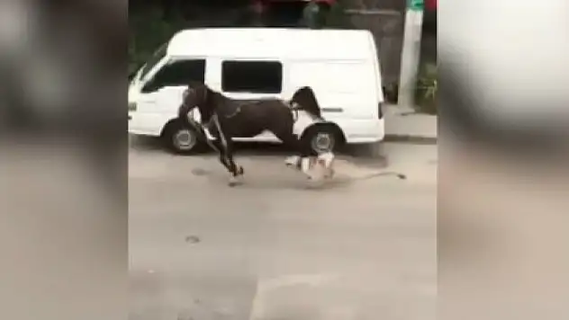 Bursa'da pitbull cinsi köpeğin saldırdığı at yaralandı