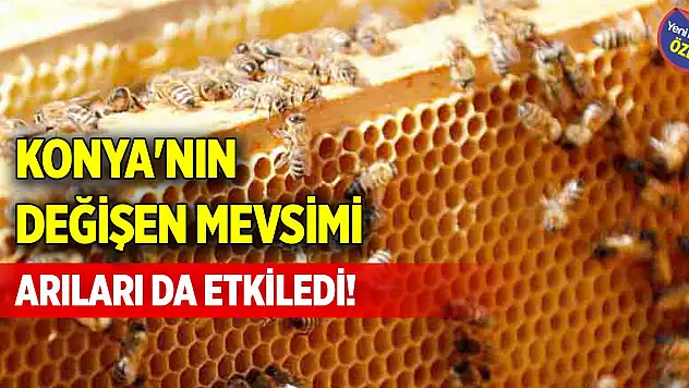 Konya'nın değişen mevsimi arıları da etkiledi!