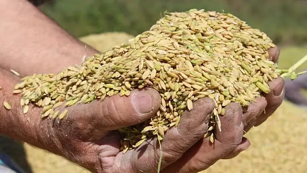 Çeltik alım fiyatları açıklandı