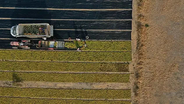 İşlenmeyen tarım arazilerinin kiraya verilmesiyle ilgili tüm merak edilenler