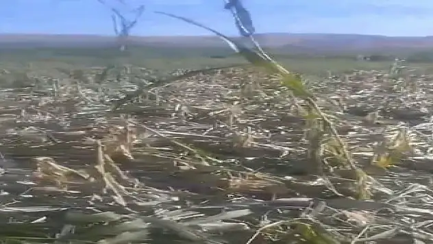 Yaban domuzları mısır tarlasını talan etti