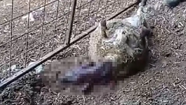 Ağıla giren başıboş köpekler 2 hayvanı telef etti