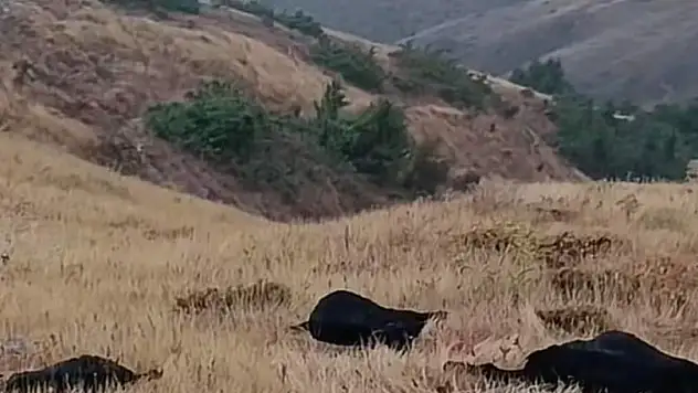 Elazığ'da yıldırım düştü, 20 hayvan telef oldu