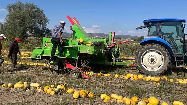 Beyşehir'de çerezlik kabak çekirdeği üretimi