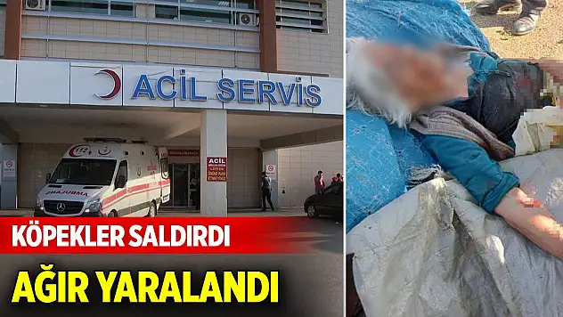 Sahipsiz köpeğin saldırdığı kadın ağır yaralandı