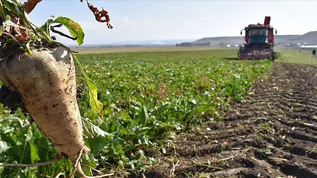 Şeker pancarı alımlarında ödemeler ne zaman yapılacak?