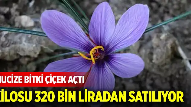 Mucize bitki çiçek açtı: Kilosu 320 bin liradan satılıyor