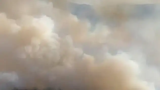 Uşak'ta orman yangını