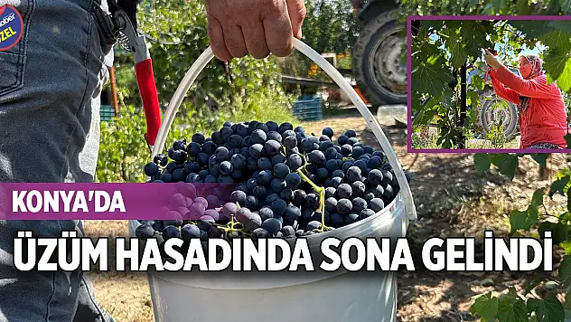 Konya'da üzüm hasadında sona gelindi