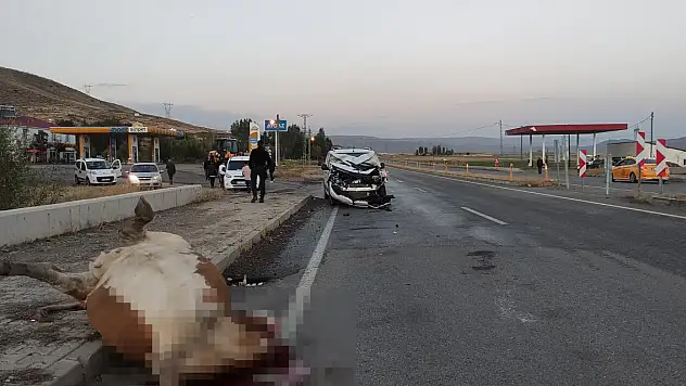 Hafif ticari aracın çarptığı inek öldü, 1 kişi yaralandı