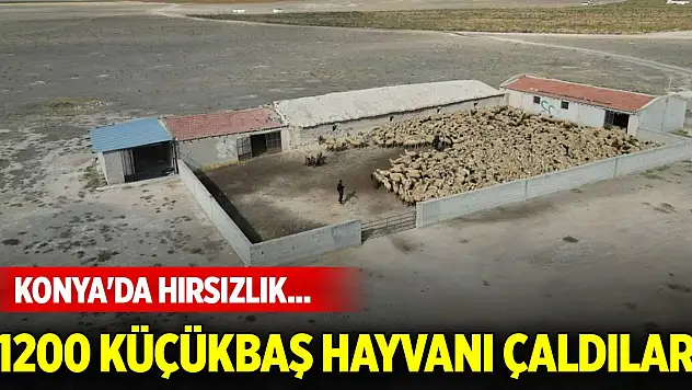 Konya'da hırsızlık... 1200 küçükbaş hayvanı çaldılar