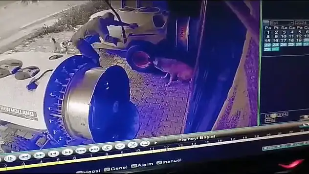Vahşet... Sokak köpeğini sopayla öldürdü