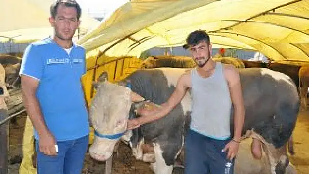 Kurbanlıkların fiyatı ikinci el otomobillerle yarışıyor