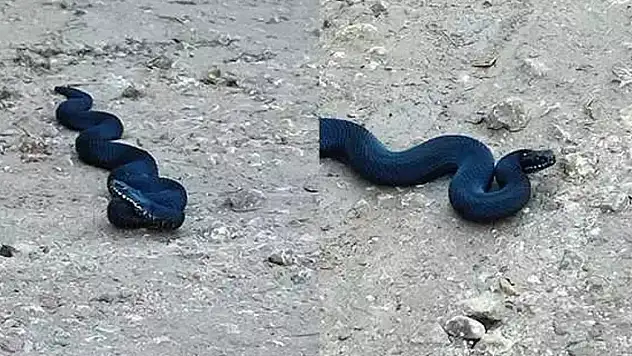 O ilimizde görüldü: Tam 1 metre uzunluğunda!