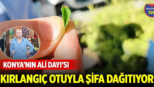 Konya'nın Ali Dayı'sı kırlangıç otuyla şifa dağıtıyor