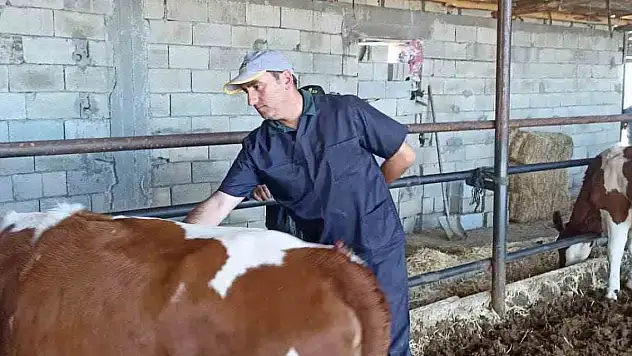 Konya Beyşehir'de şap aşısı kampanyası sürüyor... Son tarih belli oldu