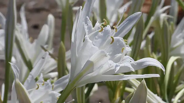 Koparana 387 bin TL ceza!