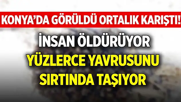 Konya'da görüldü, ortalık karıştı! İnsan öldürüyor, yüzlerce yavrusunu sırtında taşıyor