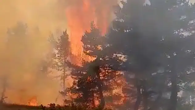 Sivas'ta orman yangını