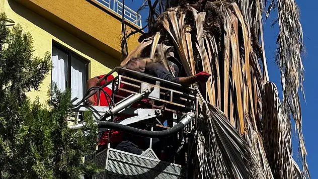 Budama yaptığı ağaçtan düşüp öldü