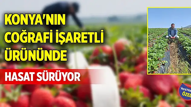 Konya'nın coğrafi işaretli ürününde hasat sürüyor