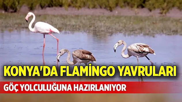 Konya'da flamingo yavruları göç yolculuğuna hazırlanıyor