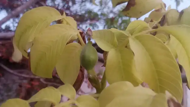 Ceviz ağacı mevsimleri karıştırdı!