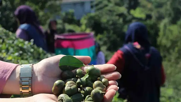 Yaprağı da çöpü de tohumu da para ediyor!