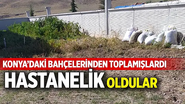 Konya'daki bahçelerinden toplamışlardı, hastanelik oldular
