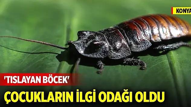 Konya'daki 'tıslayan böcek' çocukların ilgi odağı oldu