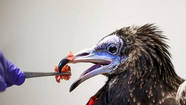 Konya'da 5 akbaba koruma altında tutuluyor