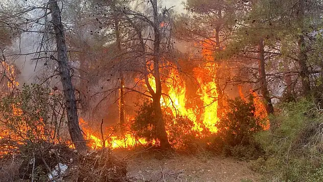 Çanakkale'de orman yangını