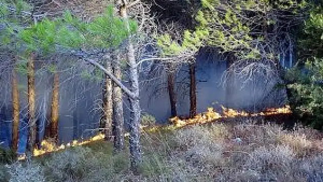 Gelibolu Yarımadası'nda orman yangını