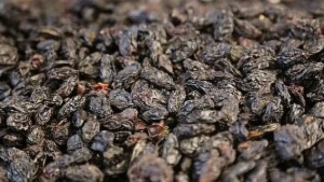 Çekirdeksiz kuru üzüm ihracatında rekor