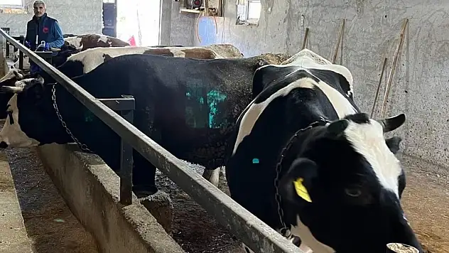 Konya'da şap aşısı kampanyasında sona doğru