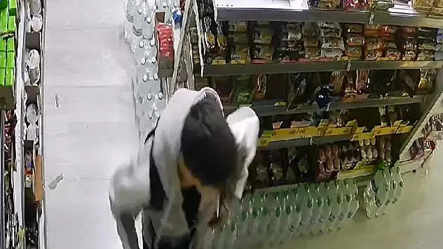 Dubai çikolatası çaldılar!