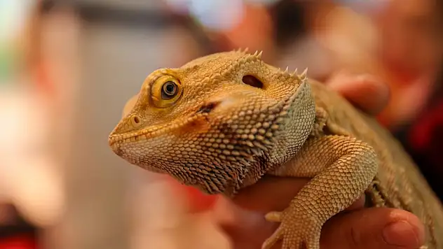 Çöllerde yaşayan sakallı ejder Konya'da