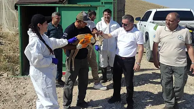 Konya'da Anadolu yaban koyunları aşılandı