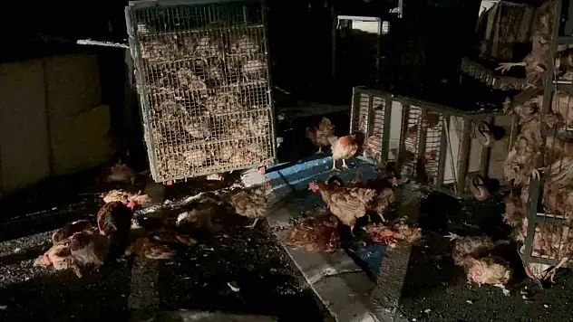 Beypiliç'in tavuk yüklü kamyonu devrildi: Yüzlerce tavuk telef oldu