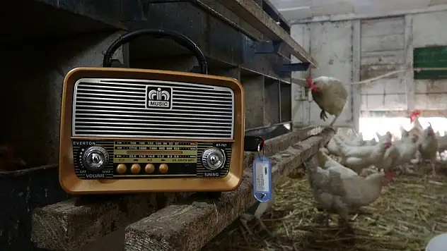 Bu kümeste tavuklara tasavvuf müziği dinletiliyor