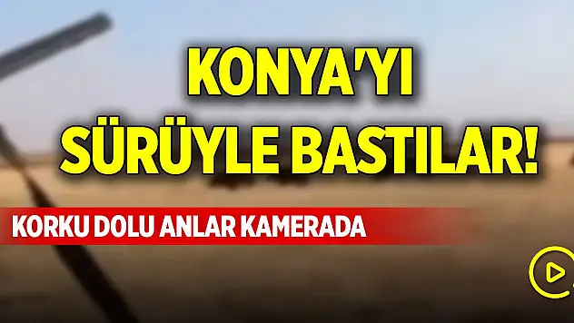 Konya'yı sürüyle bastılar! Korku dolu anlar kamerada