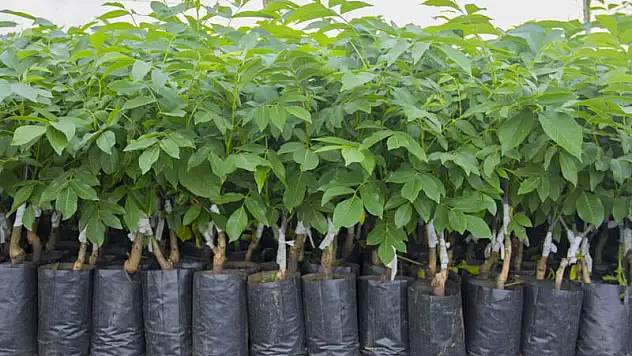 En İyi Ceviz Fidanı