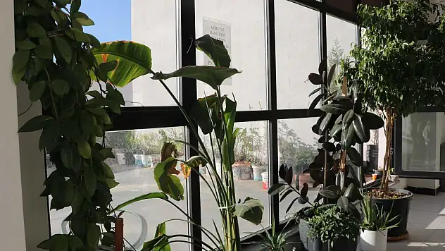 Canlı bitkiler, stres ve kaygı seviyesini düşürüyor