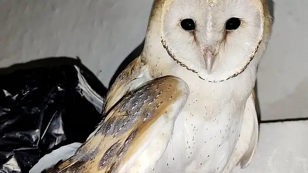 Konya'daki baykuş tedavi altına alındı