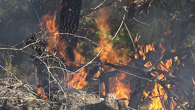 Orman yangını: 6 hektar alan zarar gördü